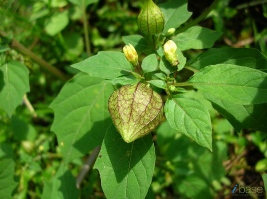 معرفی و راهنمای پرورش درختان میوه - انگور فرنگی محلی